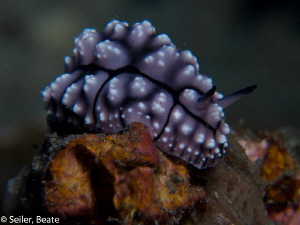 Nudi taken with Conon G12 and UCL165 by Beate Seiler 